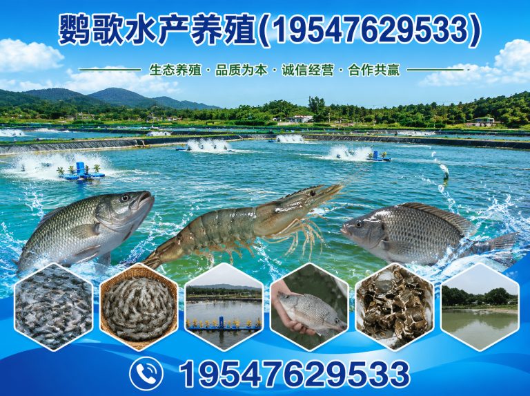 四川成都鹦鹉销售展示图