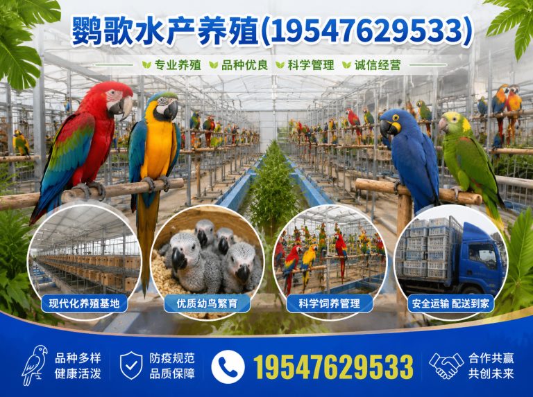 四川非洲灰鹦鹉展示图