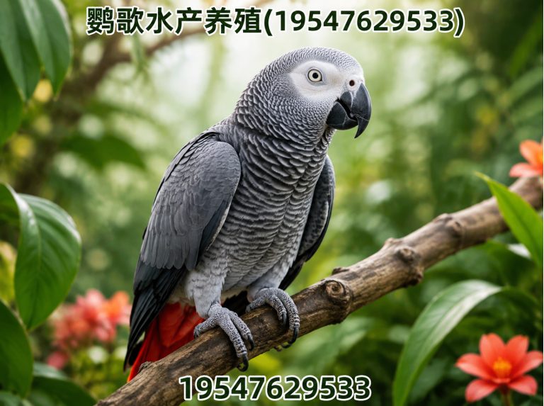 四川金刚鹦鹉展示图